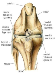 dog knee anatomy diagram