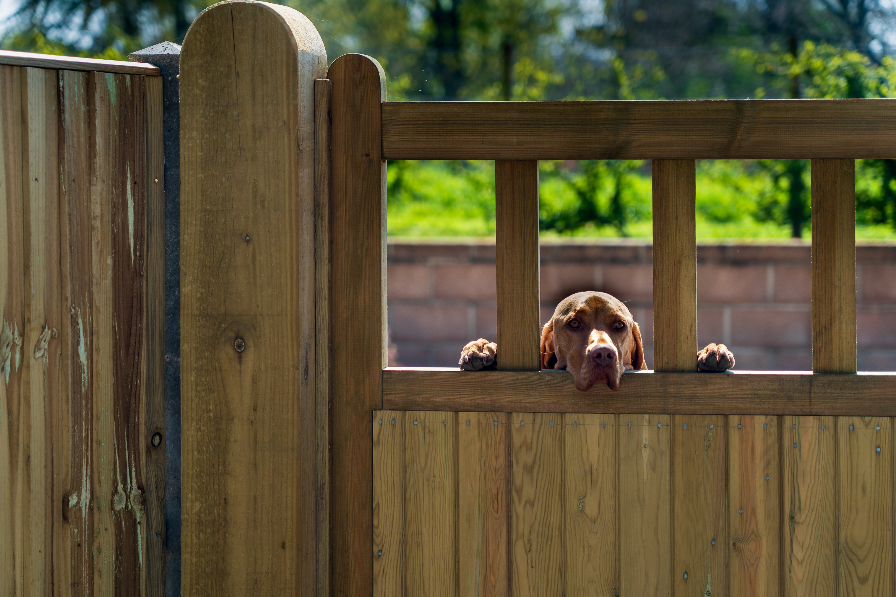 dog looking through fence