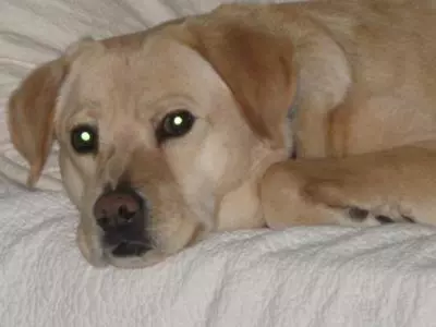 Mast Cell Tumor on Dog Lip