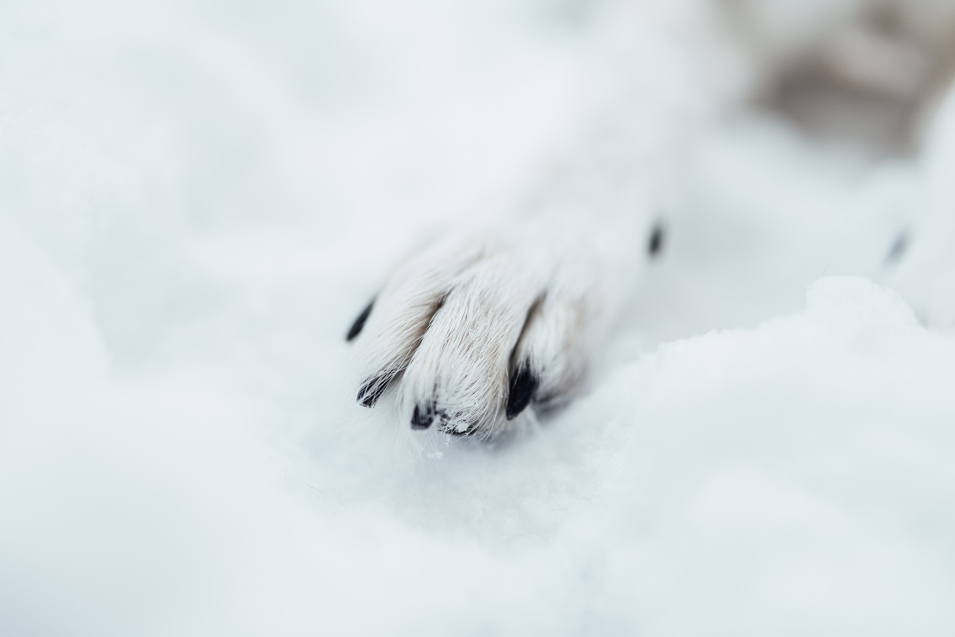 dog paw showing correct nail length