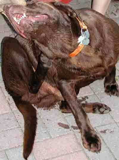 Dog Otitis Externa Dog Otitis Externa - Example 1