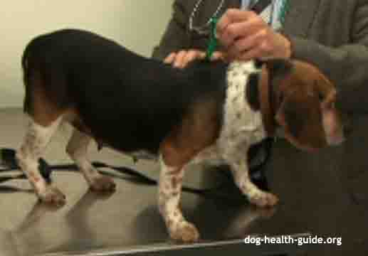 Dog Parasite Skin Treatment Dog Parasite Skin Treatment