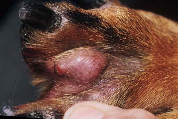 swollen dog pads