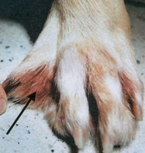 can an allergic reaction cause swelling in a dogs paws