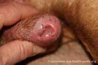 Dog Penis Infection
