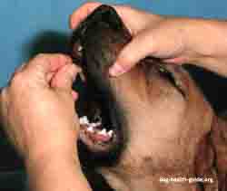 Giving Dog Medicine, Pill Giving Dog Medicine, Pill