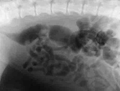 X-Ray Showing Prostate Cancer (Photo Credit: Washington State University)