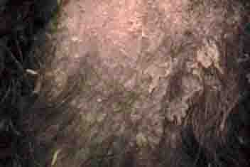 Dog Pruritic Seborrhea - Example 2 Dog Pruritic Seborrhea - Example 2