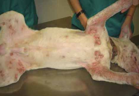 dog skin allergies pictures