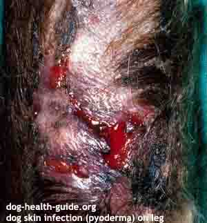 dog skin infection on leg
