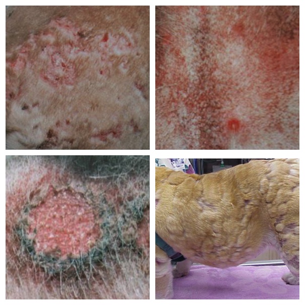 dog skin infection pictures
