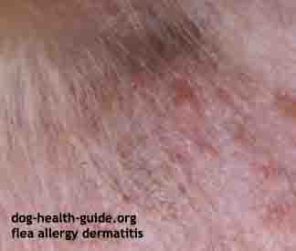 Dog Flea Allergy Dog Flea Allergy