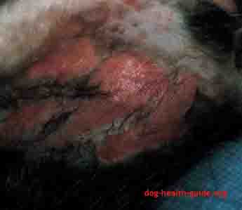 Dog Skin Affected By Parasite (Flea)