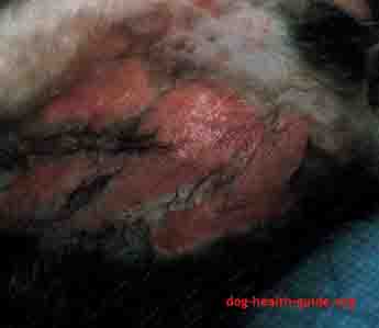 Dog Skin Affected By Parasite (Flea) Dog Skin Affected By Parasite (Flea)