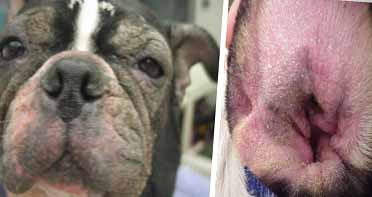 Dog Skin Rash from Malassezia or Yeast infection dog skin rash pictures