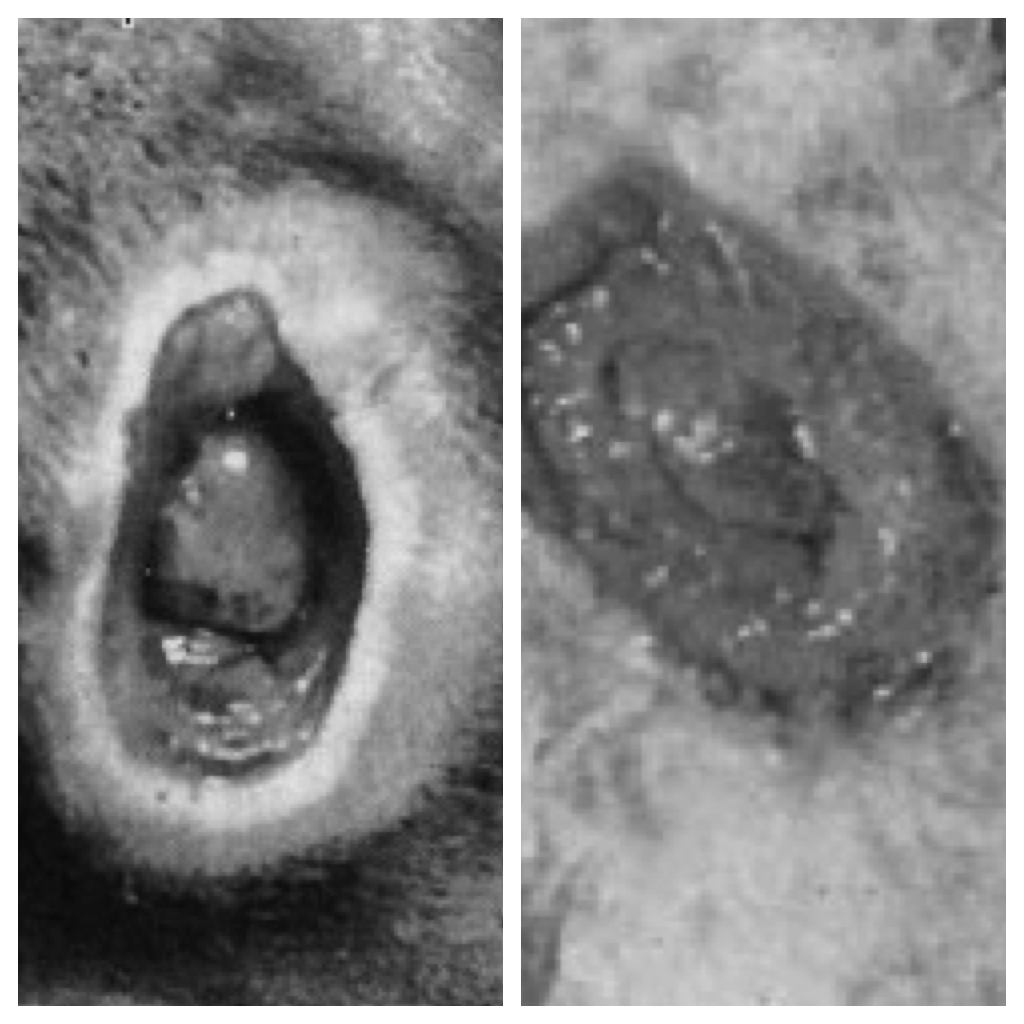 dog skin ulcer pictures