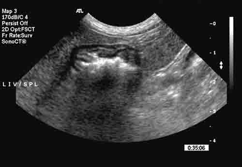 ultrasound of dog stomach - example 1