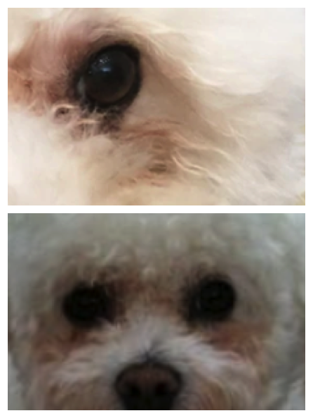 dog tear stains dog tear stains