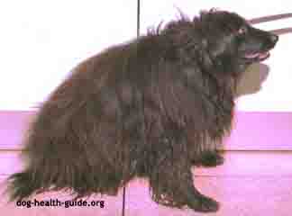 Dog Thyroid Problem Dog Thyroid Problem