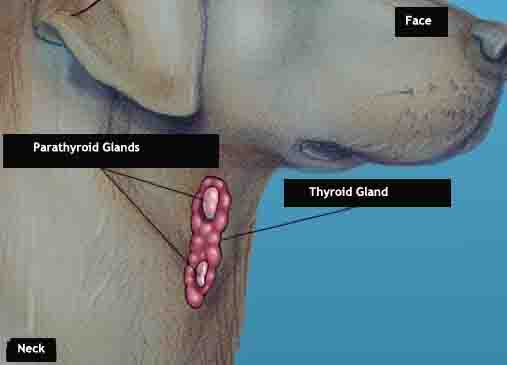 Dog Thyroid Anatomy Dog Thyroid Anatomy