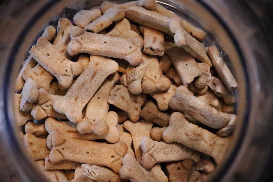 cbd dog treats