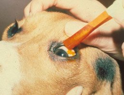 Dog Eye Ulcer Testing and Diagnosis