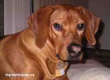 Canine Patient: Dog Vomiting Blood