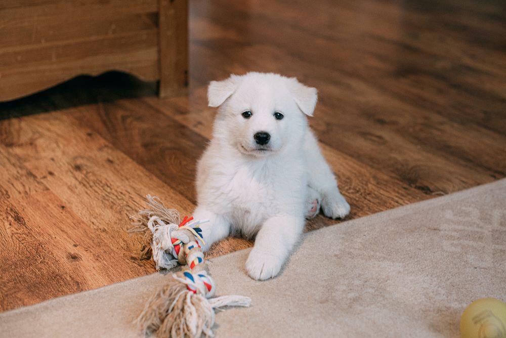 dog with rope toy