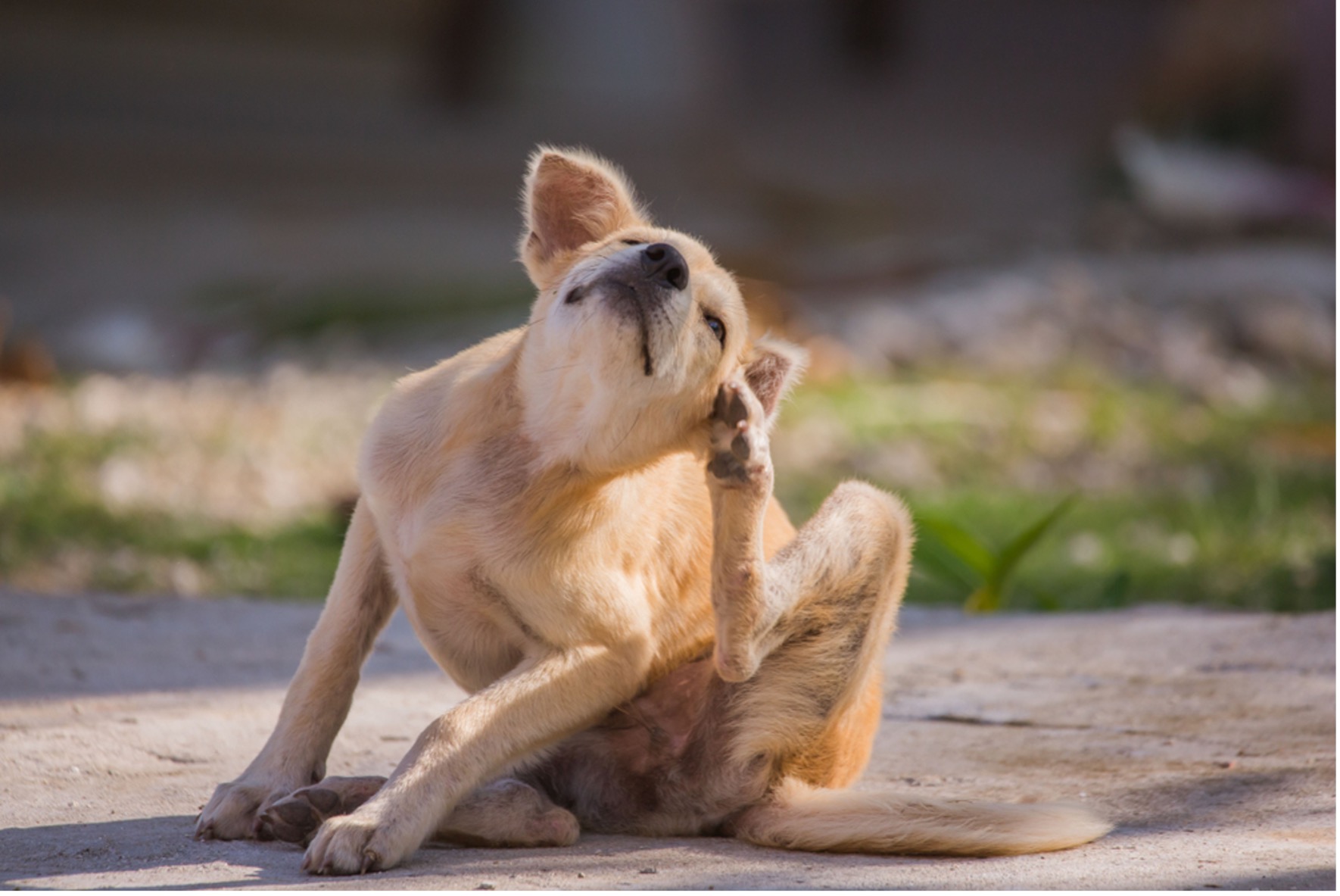 dog itching ear due to springtime allergy dog itching ear due to springtime allergy
