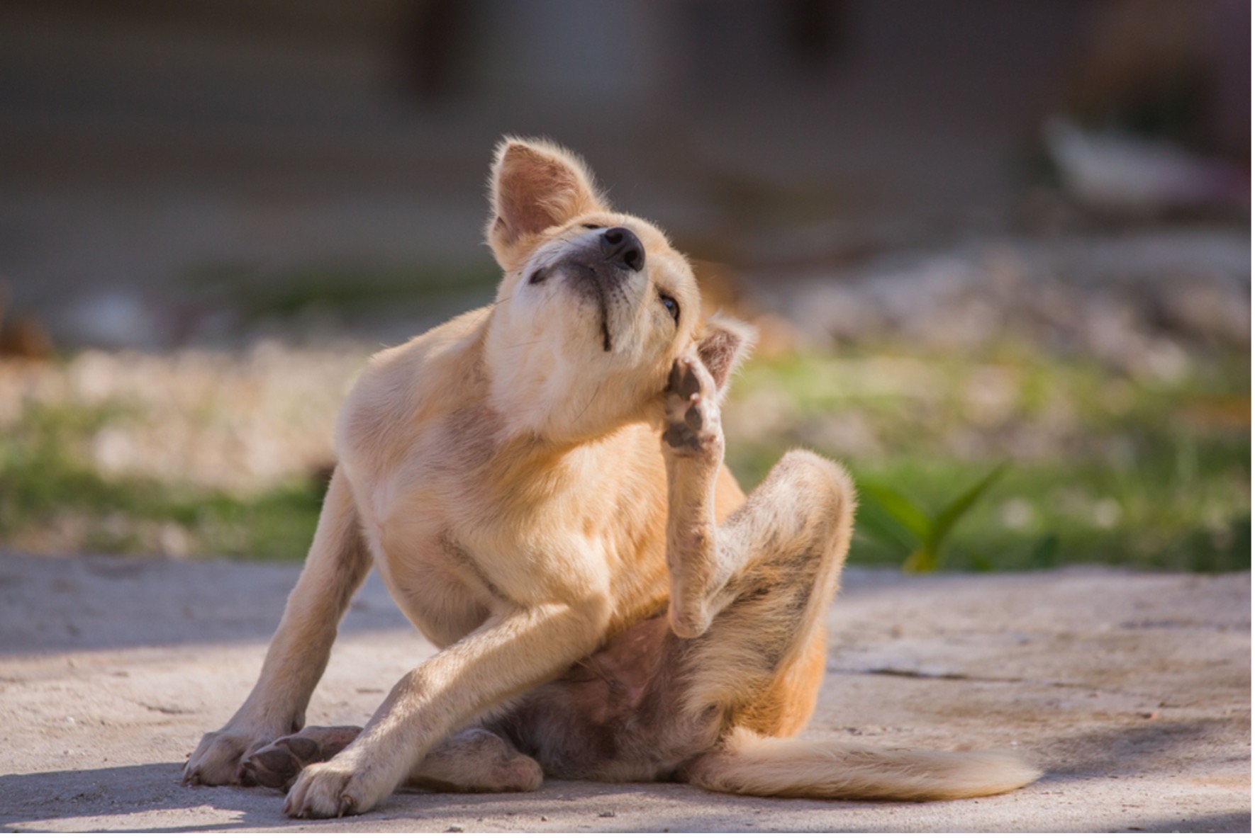 dog itching ear due to springtime allergy