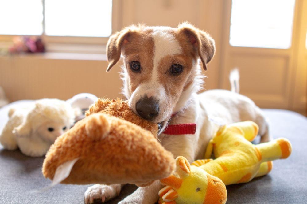 dog with toy