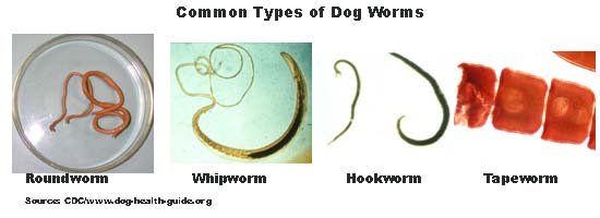 Types of Parasitic Worms in Dogs Types of Parasitic Worms in Dogs