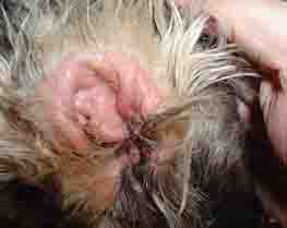 Dog Yeast Infection - Example 1