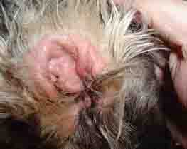 Dog Yeast Infection - Example 1 Dog Yeast Infection - Example 1
