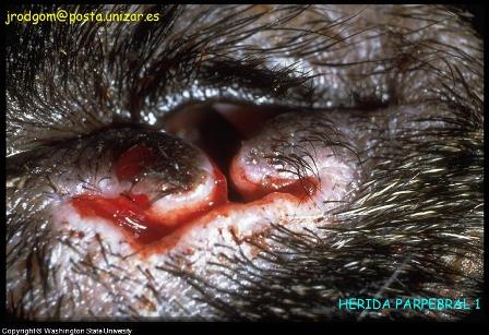 Dog Bleeding Dog Bleeding