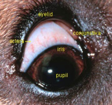 Dog Eye