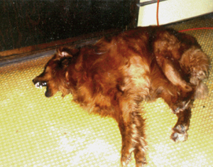 Dog Health: Seizures Dog Health: Seizures