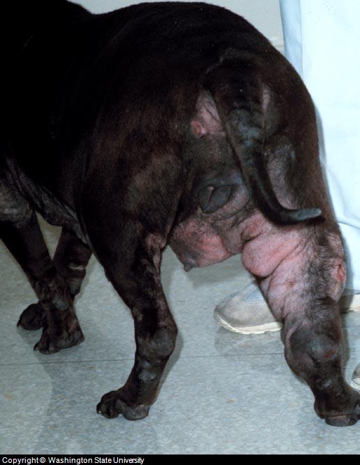 what does a cyst look like on a dogs leg
