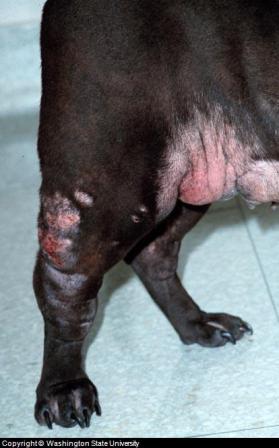 Dog Neoplasia