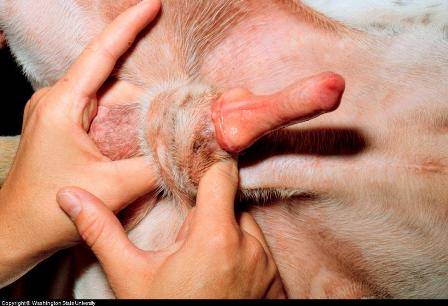 dogs penis Canine Penis Problems and Treatment
