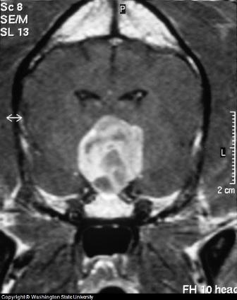 dog pituitary tumor shown on this x-ray