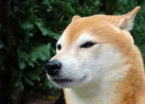 doge coin dog doge coin dog