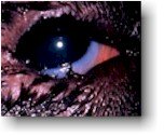 Dog Entropion Eyelid Picture Before Surgery Dog Entropion Eyelid Picture Before Surgery