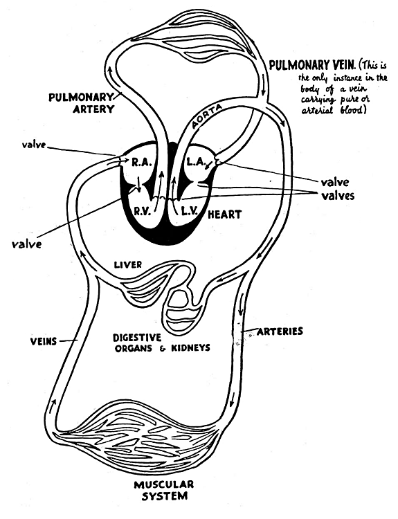 Dog Heart Illustration Canine Anatomy: Dog Heart Diagram