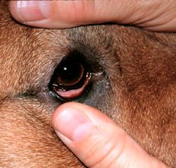 Dog With Pink Eye Dog With Pink Eye
