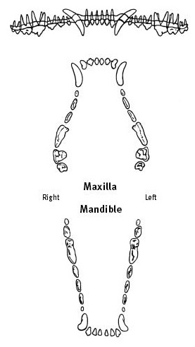 Diagram of Normal Canine Teeth Diagram of Normal Canine Teeth