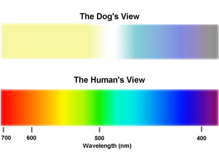 Dog Eye Color Spectrum Compared to Human Eye Color Spectrum