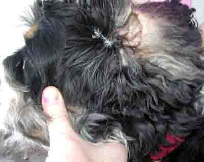 Ear Infection in Dog Ear Infection in Dog - Example 1