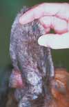 Dog Ear Scabies Dog Ear Scabies - Example 1