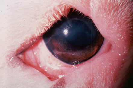 Dog Eye Entropion